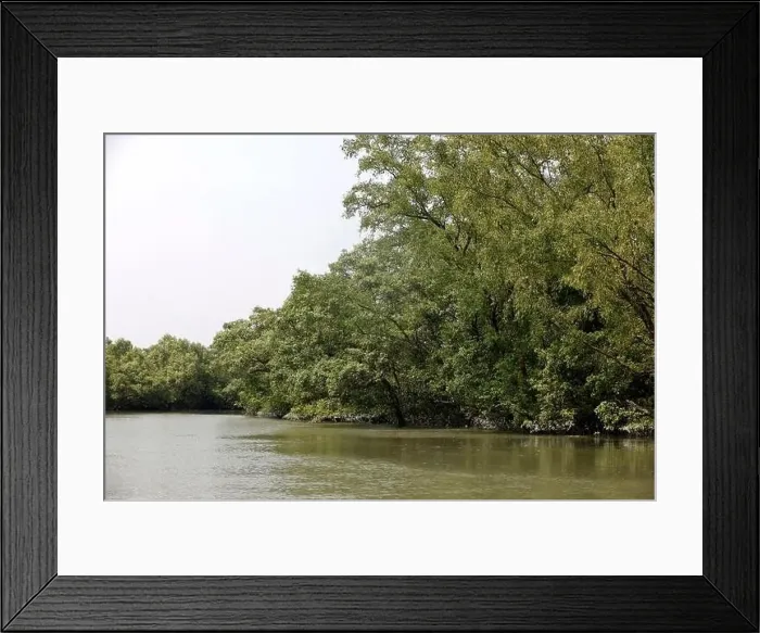 Framed Print : Khulna, Bangladesh - April 13, 2024: The Sundorbons is the largest mangrove forest in the world Framed Print : Khulna, Bangladesh - April 13, 2024: The Sundorbons is the largest mangrove forest in the world
