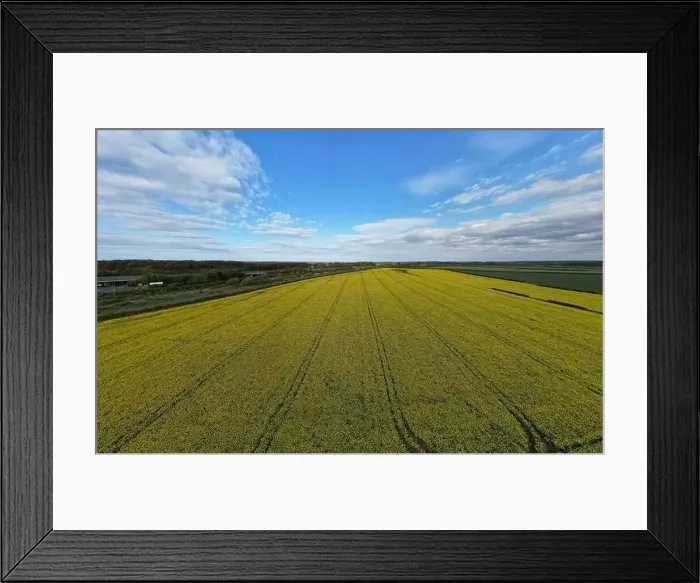 Framed Print : Yellow Rapeseed Field in West Yorkshire, captured by aerial drone Framed Print : Yellow Rapeseed Field in West Yorkshire, captured by aerial drone