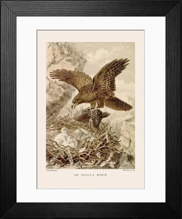 Framed Print : Vintage bird illustration in sepia tones from a 19th-century ornithology book Framed Print : Vintage bird illustration in sepia tones from a 19th-century ornithology book