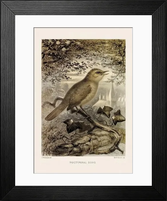 Framed Print : Vintage bird illustration in sepia tones from a 19th-century ornithology book Framed Print : Vintage bird illustration in sepia tones from a 19th-century ornithology book