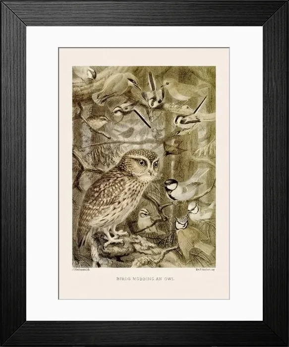 Framed Print : Vintage bird illustration in sepia tones from a 19th-century ornithology book Framed Print : Vintage bird illustration in sepia tones from a 19th-century ornithology book