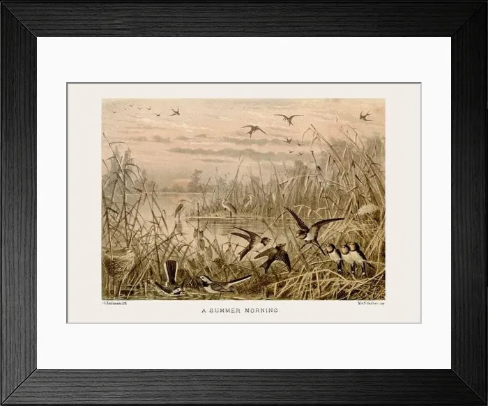 Framed Print : Vintage bird illustration in sepia tones from a 19th-century ornithology book Framed Print : Vintage bird illustration in sepia tones from a 19th-century ornithology book