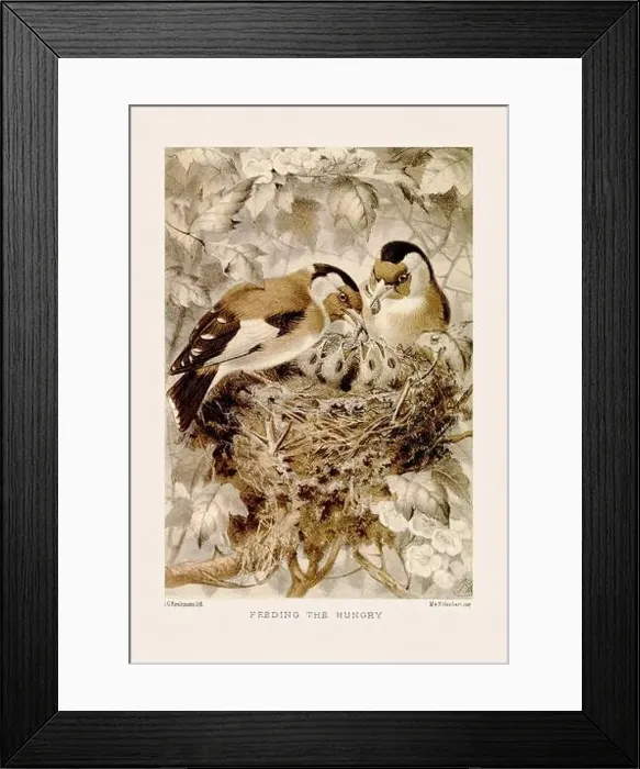 Framed Print : Vintage bird illustration in sepia tones from a 19th-century ornithology book Framed Print : Vintage bird illustration in sepia tones from a 19th-century ornithology book