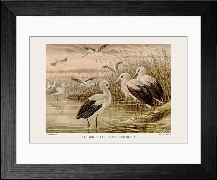 Framed Print : Vintage bird illustration in sepia tones from a 19th-century ornithology book Framed Print : Vintage bird illustration in sepia tones from a 19th-century ornithology book
