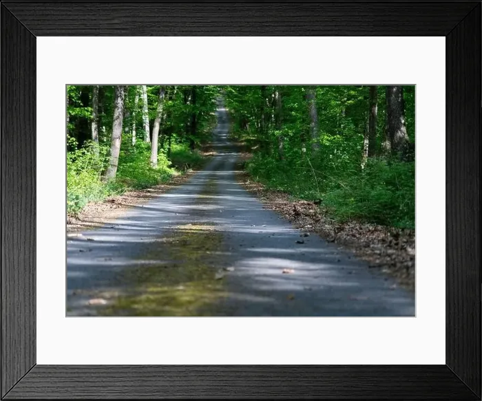 Framed Print : road in green forest in summer Framed Print : road in green forest in summer