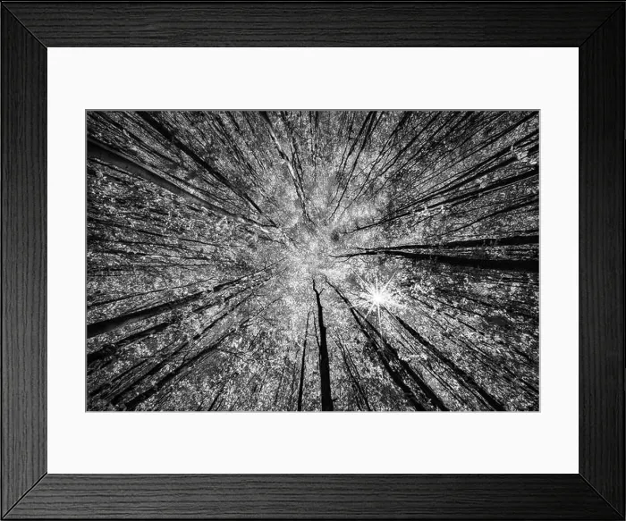 Framed Print : The road surface leads directly to the trunks of the trees in the black and white photo Framed Print : The road surface leads directly to the trunks of the trees in the black and white photo