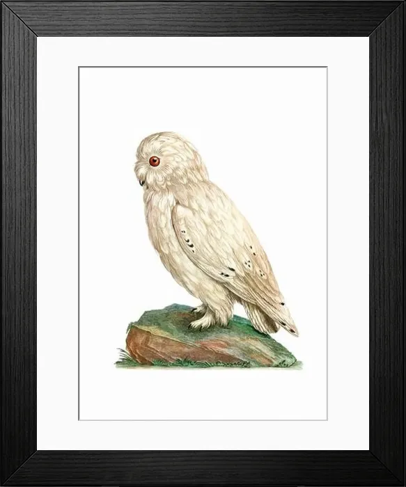 Framed Print : Owl. Vintage inspired bird art. Digital Watercolor painting on a soft textured white background Framed Print : Owl. Vintage inspired bird art. Digital Watercolor painting on a soft textured white background
