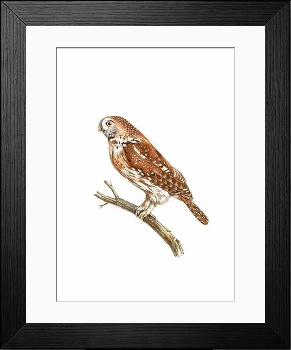 Framed Print : Owl. Vintage inspired bird art. Digital Watercolor painting on a soft textured white background Framed Print : Owl. Vintage inspired bird art. Digital Watercolor painting on a soft textured white background