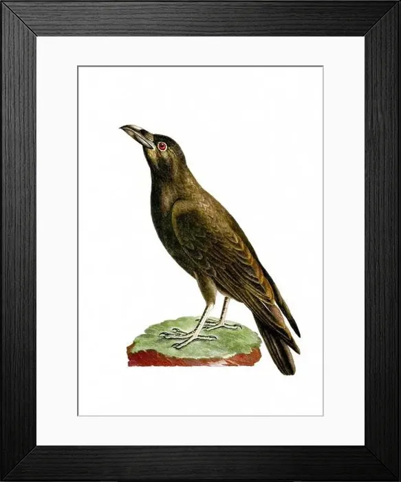 Framed Print : Raven. Vintage inspired bird art. Digital Watercolor painting on a soft textured white background Framed Print : Raven. Vintage inspired bird art. Digital Watercolor painting on a soft textured white background