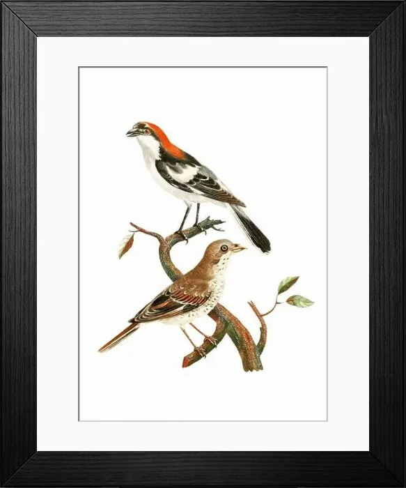 Framed Print : Song Birds. Vintage inspired bird art. Digital Watercolor painting on a soft textured white background Framed Print : Song Birds. Vintage inspired bird art. Digital Watercolor painting on a soft textured white background