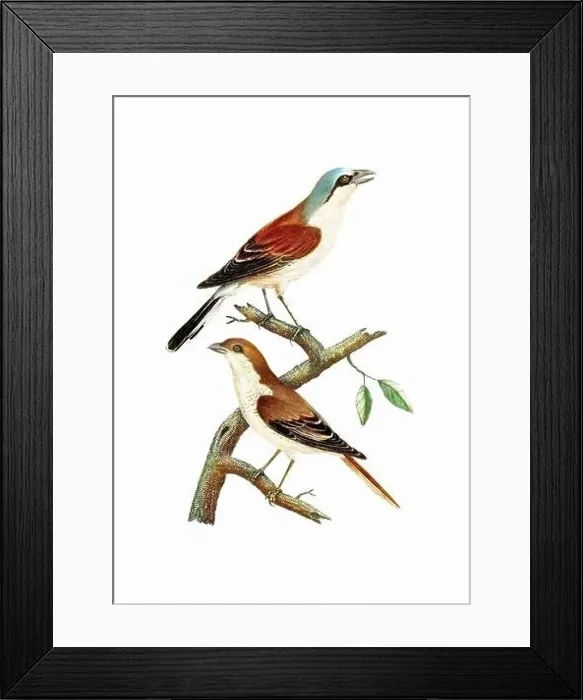 Framed Print : Song Birds. Vintage inspired bird art. Digital Watercolor painting on a soft textured white background Framed Print : Song Birds. Vintage inspired bird art. Digital Watercolor painting on a soft textured white background