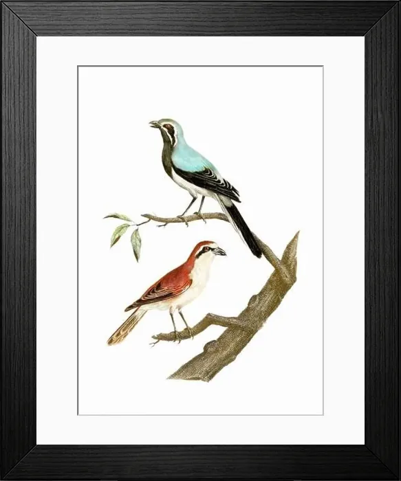 Framed Print : Song Birds. Vintage inspired bird art. Digital Watercolor painting on a soft textured white background Framed Print : Song Birds. Vintage inspired bird art. Digital Watercolor painting on a soft textured white background
