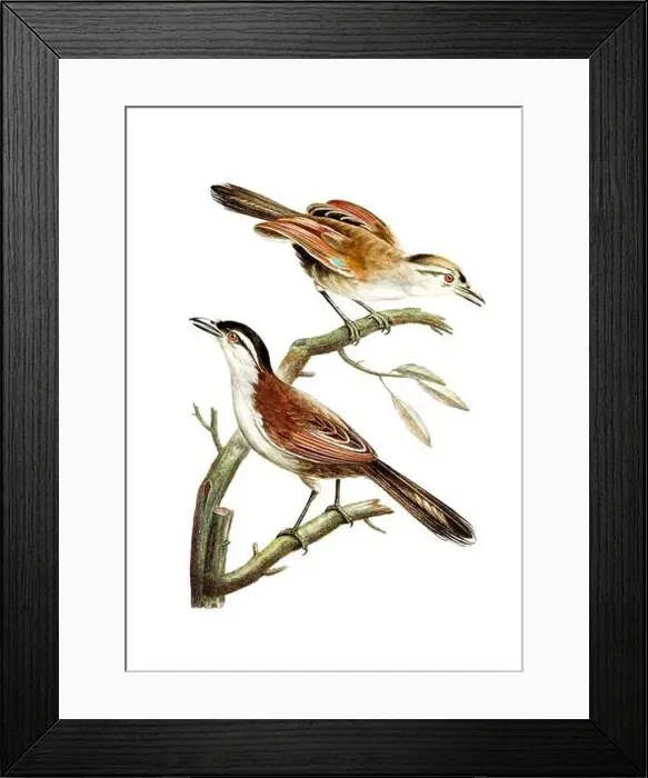 Framed Print : Song Birds. Vintage inspired bird art. Digital Watercolor painting on a soft textured white background Framed Print : Song Birds. Vintage inspired bird art. Digital Watercolor painting on a soft textured white background