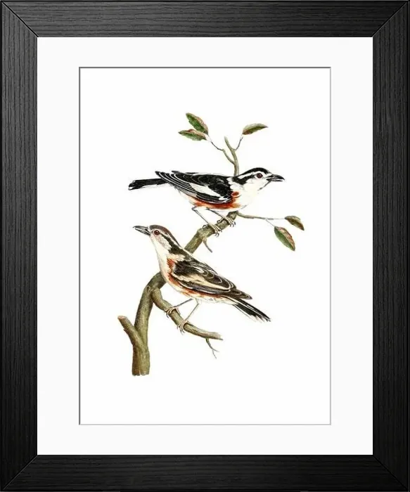 Framed Print : Song Birds. Vintage inspired bird art. Digital Watercolor painting on a soft textured white background Framed Print : Song Birds. Vintage inspired bird art. Digital Watercolor painting on a soft textured white background
