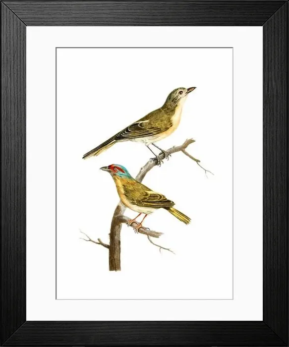 Framed Print : Song Birds. Vintage inspired bird art. Digital Watercolor painting on a soft textured white background Framed Print : Song Birds. Vintage inspired bird art. Digital Watercolor painting on a soft textured white background
