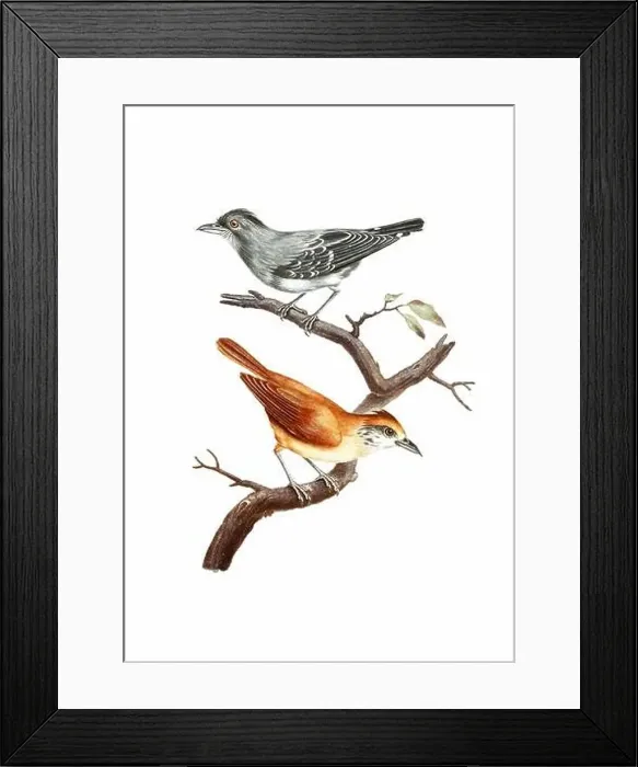 Framed Print : Song Birds. Vintage inspired bird art. Digital Watercolor painting on a soft textured white background Framed Print : Song Birds. Vintage inspired bird art. Digital Watercolor painting on a soft textured white background