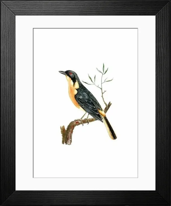 Framed Print : Song Bird. Vintage inspired bird art. Digital Watercolor painting on a soft textured white background