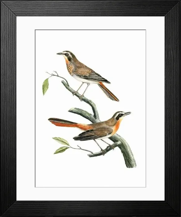 Framed Print : Song Birds. Vintage inspired bird art. Digital Watercolor painting on a soft textured white background Framed Print : Song Birds. Vintage inspired bird art. Digital Watercolor painting on a soft textured white background
