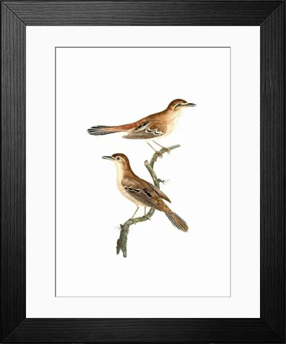 Framed Print : Song Birds. Vintage inspired bird art. Digital Watercolor painting on a soft textured white background Framed Print : Song Birds. Vintage inspired bird art. Digital Watercolor painting on a soft textured white background