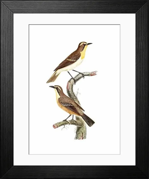 Framed Print : Song Birds. Vintage inspired bird art. Digital Watercolor painting on a soft textured white background Framed Print : Song Birds. Vintage inspired bird art. Digital Watercolor painting on a soft textured white background
