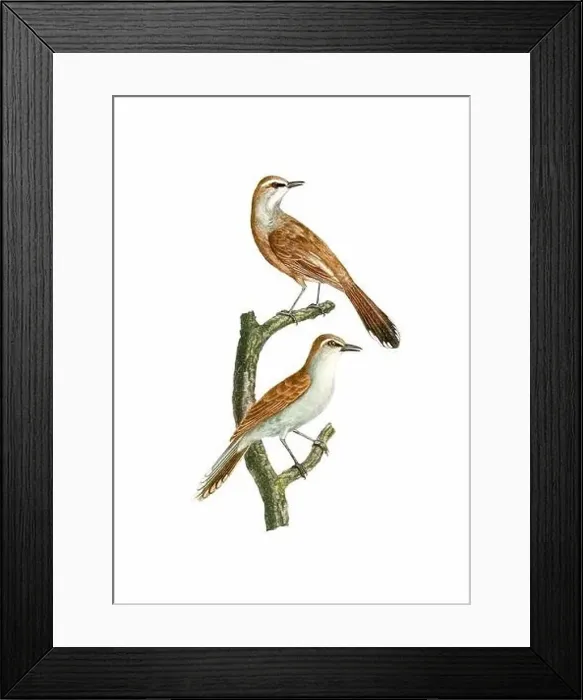 Framed Print : Song Birds. Vintage inspired bird art. Digital Watercolor painting on a soft textured white background Framed Print : Song Birds. Vintage inspired bird art. Digital Watercolor painting on a soft textured white background