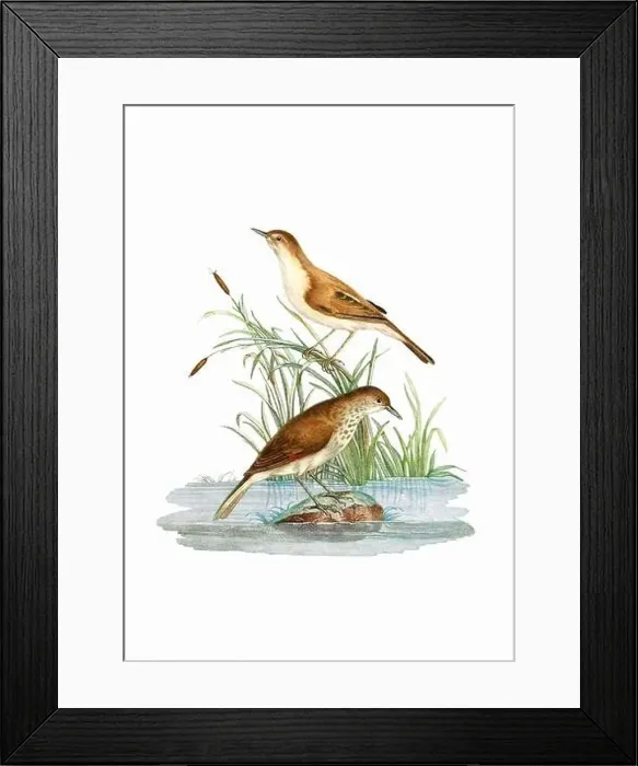 Framed Print : Song Birds. Vintage inspired bird art. Digital Watercolor painting on a soft textured white background Framed Print : Song Birds. Vintage inspired bird art. Digital Watercolor painting on a soft textured white background