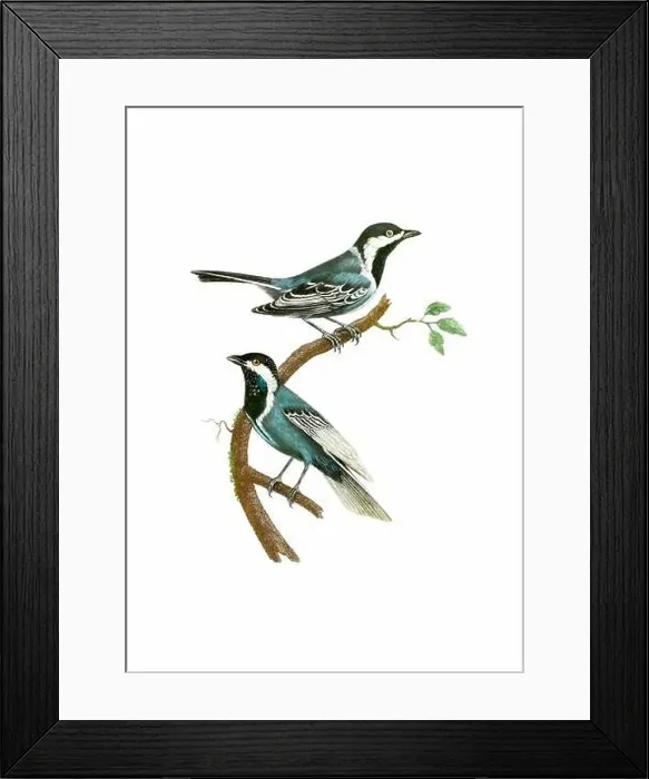 Framed Print : Song Birds. Vintage inspired bird art. Digital Watercolor painting on a soft textured white background Framed Print : Song Birds. Vintage inspired bird art. Digital Watercolor painting on a soft textured white background