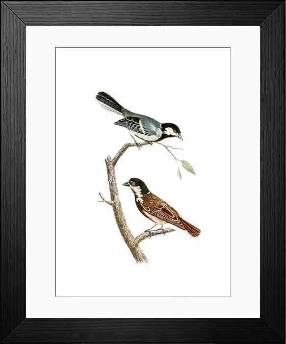 Framed Print : Song Birds. Vintage inspired bird art. Digital Watercolor painting on a soft textured white background Framed Print : Song Birds. Vintage inspired bird art. Digital Watercolor painting on a soft textured white background