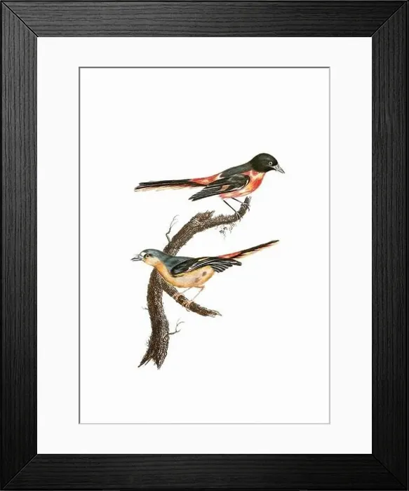 Framed Print : Song Birds. Vintage inspired bird art. Digital Watercolor painting on a soft textured white background Framed Print : Song Birds. Vintage inspired bird art. Digital Watercolor painting on a soft textured white background