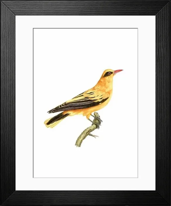 Framed Print : Song Bird. Vintage inspired bird art. Digital Watercolor painting on a soft textured white background Framed Print : Song Bird. Vintage inspired bird art. Digital Watercolor painting on a soft textured white background