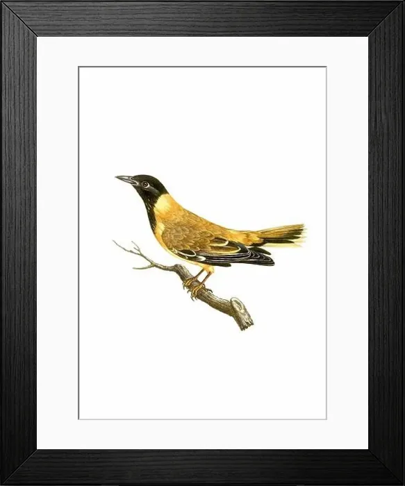 Framed Print : Song Bird. Vintage inspired bird art. Digital Watercolor painting on a soft textured white background Framed Print : Song Bird. Vintage inspired bird art. Digital Watercolor painting on a soft textured white background