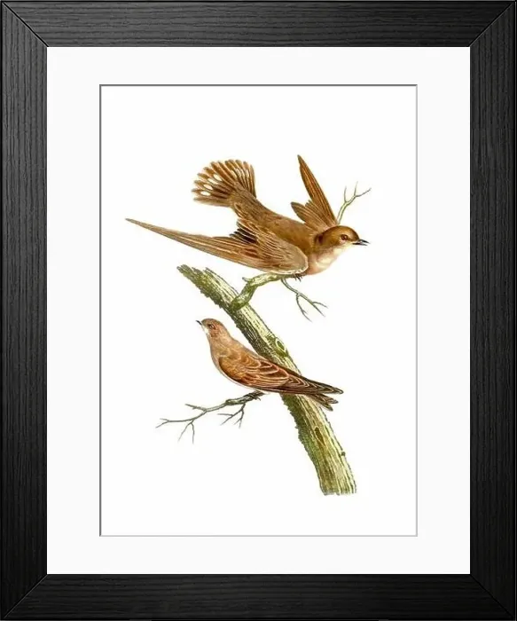 Framed Print : Swallows. Vintage inspired bird art. Digital Watercolor painting on a soft textured white background Framed Print : Swallows. Vintage inspired bird art. Digital Watercolor painting on a soft textured white background