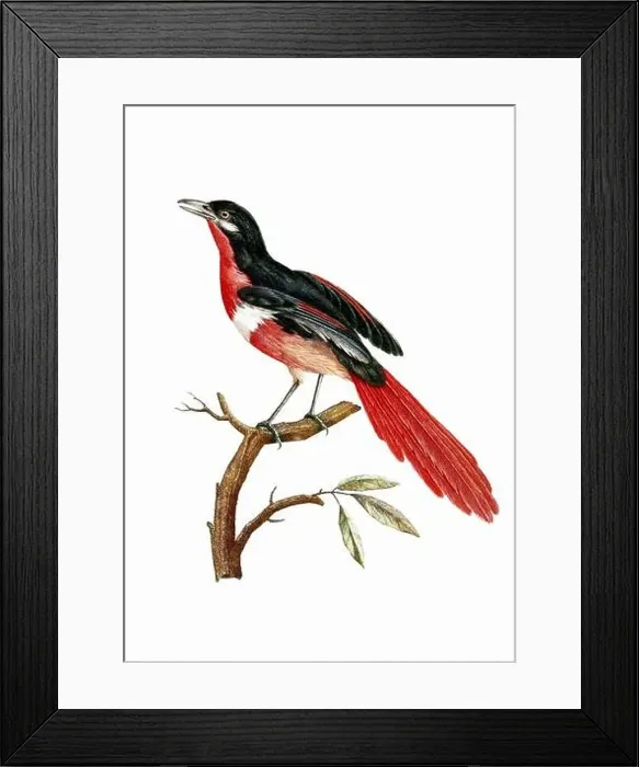 Framed Print : Tropical Bird. Vintage inspired bird art. Digital Watercolor painting on a soft textured white background Framed Print : Tropical Bird. Vintage inspired bird art. Digital Watercolor painting on a soft textured white background