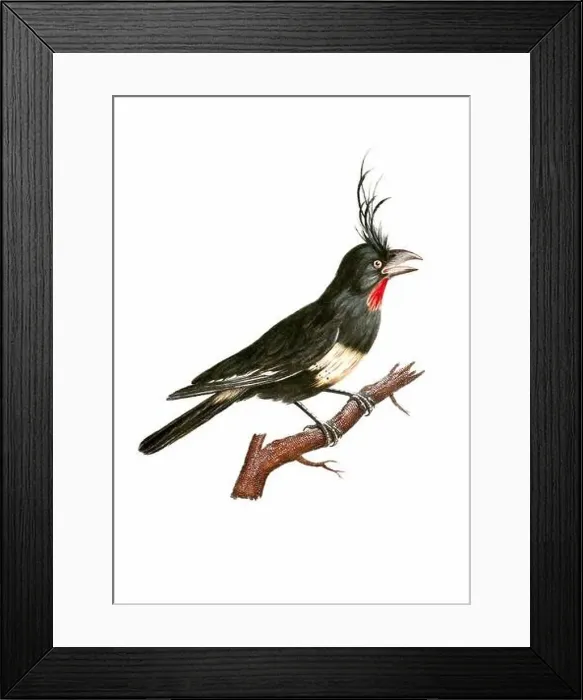 Framed Print : Tropical Bird. Vintage inspired bird art. Digital Watercolor painting on a soft textured white background