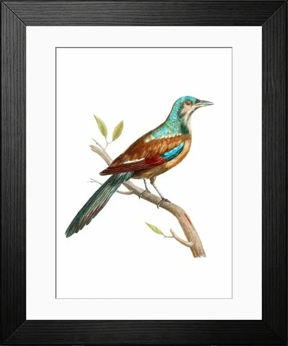 Framed Print : Tropical Bird. Vintage inspired bird art. Digital Watercolor painting on a soft textured white background Framed Print : Tropical Bird. Vintage inspired bird art. Digital Watercolor painting on a soft textured white background