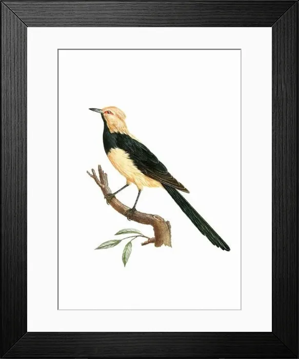 Framed Print : Tropical Bird. Vintage inspired bird art. Digital Watercolor painting on a soft textured white background Framed Print : Tropical Bird. Vintage inspired bird art. Digital Watercolor painting on a soft textured white background