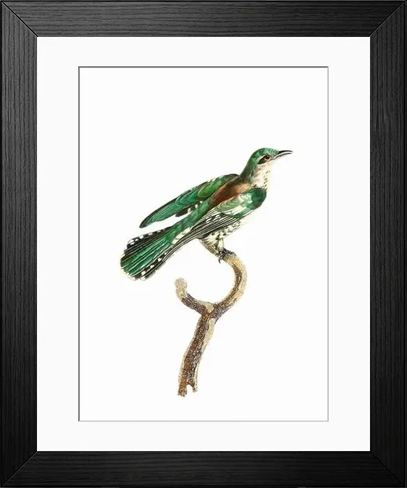 Framed Print : Tropical Bird. Vintage inspired bird art. Digital Watercolor painting on a soft textured white background Framed Print : Tropical Bird. Vintage inspired bird art. Digital Watercolor painting on a soft textured white background