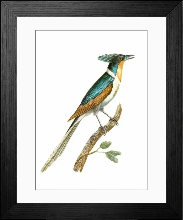 Framed Print : Tropical Bird. Vintage inspired bird art. Digital Watercolor painting on a soft textured white background