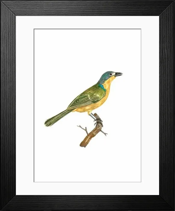 Framed Print : Tropical Bird. Vintage inspired bird art. Digital Watercolor painting on a soft textured white background Framed Print : Tropical Bird. Vintage inspired bird art. Digital Watercolor painting on a soft textured white background