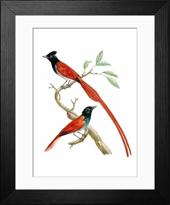 Framed Print : Tropical Birds. Vintage inspired bird art. Digital Watercolor painting on a soft textured white background Framed Print : Tropical Birds. Vintage inspired bird art. Digital Watercolor painting on a soft textured white background