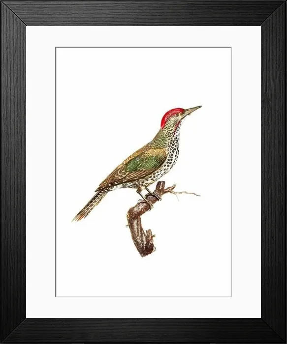 Framed Print : Woodpecker. Vintage inspired bird art. Digital Watercolor painting on a soft textured white background Framed Print : Woodpecker. Vintage inspired bird art. Digital Watercolor painting on a soft textured white background