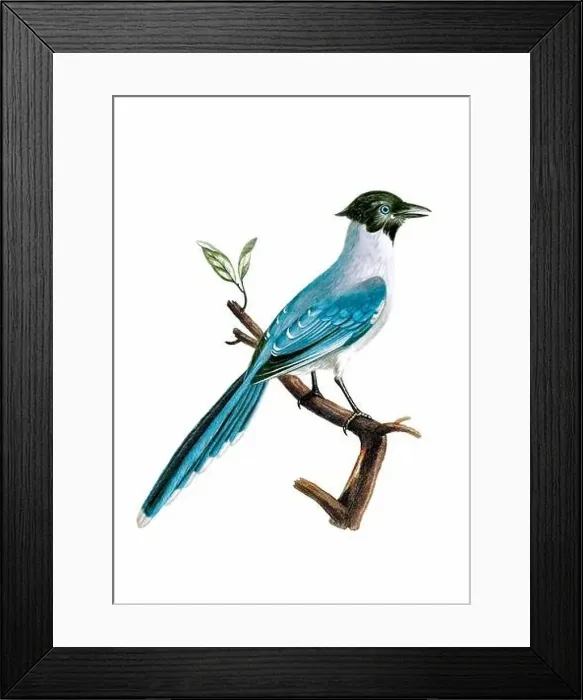 Framed Print : Blue Jay. Vintage inspired bird art. Digital Watercolor painting on a soft textured white background Framed Print : Blue Jay. Vintage inspired bird art. Digital Watercolor painting on a soft textured white background