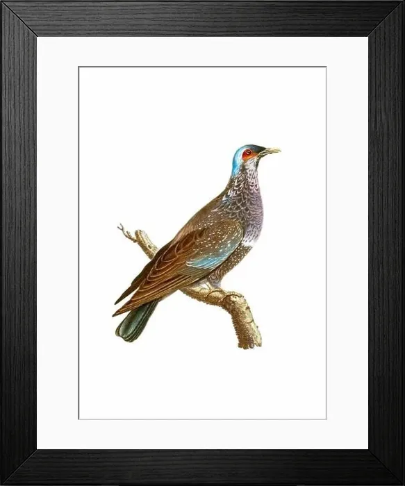 Framed Print : Dove. Vintage inspired bird art. Digital Watercolor painting on a soft textured white background Framed Print : Dove. Vintage inspired bird art. Digital Watercolor painting on a soft textured white background
