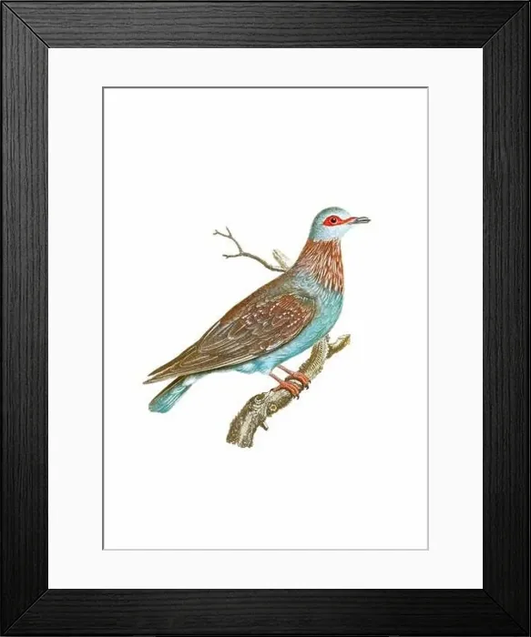 Framed Print : Dove. Vintage inspired bird art. Digital Watercolor painting on a soft textured white background Framed Print : Dove. Vintage inspired bird art. Digital Watercolor painting on a soft textured white background