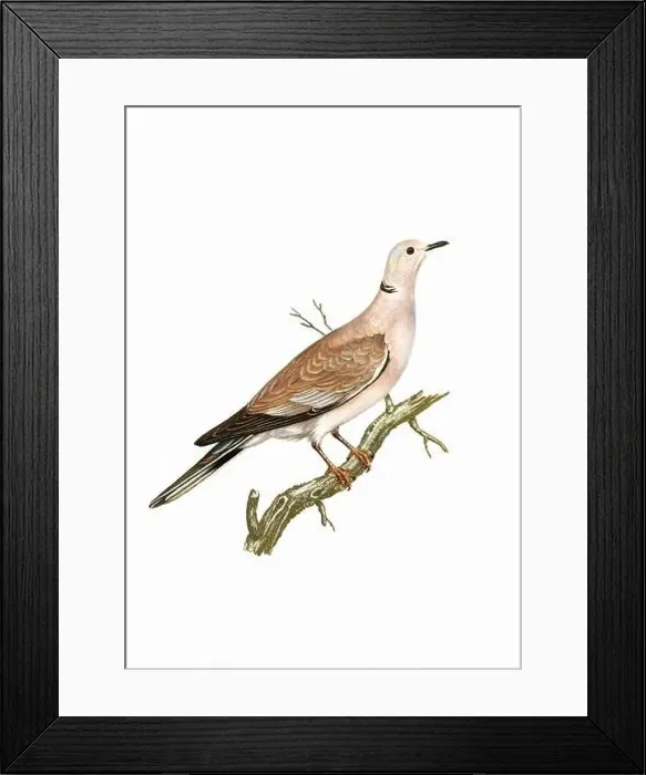 Framed Print : Dove. Vintage inspired bird art. Digital Watercolor painting on a soft textured white background Framed Print : Dove. Vintage inspired bird art. Digital Watercolor painting on a soft textured white background