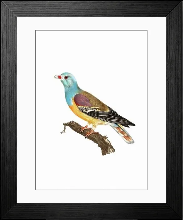 Framed Print : Dove. Vintage inspired bird art. Digital Watercolor painting on a soft textured white background Framed Print : Dove. Vintage inspired bird art. Digital Watercolor painting on a soft textured white background