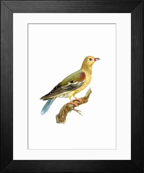 Framed Print : Dove. Vintage inspired bird art. Digital Watercolor painting on a soft textured white background