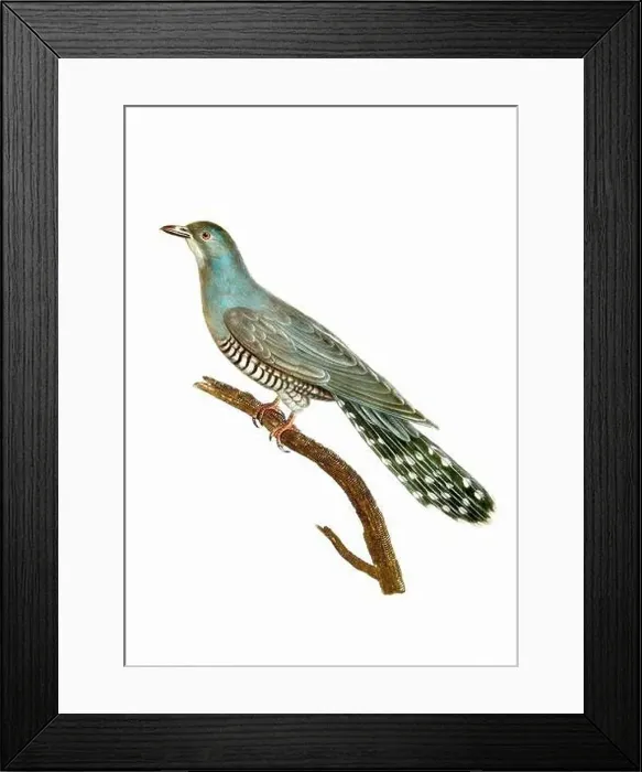 Framed Print : Dove. Vintage inspired bird art. Digital Watercolor painting on a soft textured white background Framed Print : Dove. Vintage inspired bird art. Digital Watercolor painting on a soft textured white background