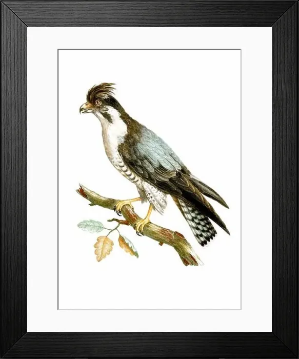 Framed Print : Falcon. Vintage inspired bird art. Digital Watercolor painting on a soft textured white background Framed Print : Falcon. Vintage inspired bird art. Digital Watercolor painting on a soft textured white background