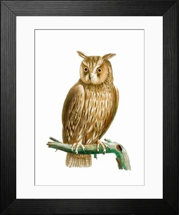 Framed Print : Owl. Vintage inspired bird art. Digital Watercolor painting on a soft textured white background Framed Print : Owl. Vintage inspired bird art. Digital Watercolor painting on a soft textured white background